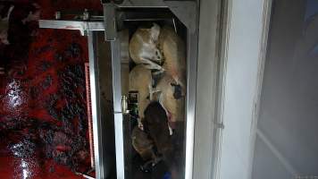 'Stunned' sheep piled on top of each other in knockbox - Screenshot from hidden camera footage - Captured at Millmerran Meats, Millmerran QLD Australia.