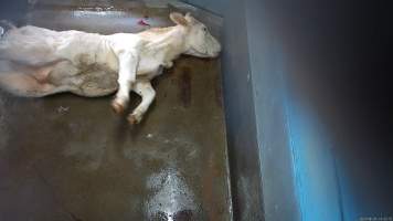 Cow thrashing after being shot - Screenshot from hidden camera footage - Captured at Steve's Country Kills, Chinchilla QLD Australia.