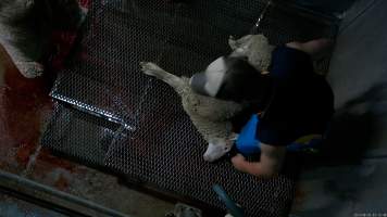 Sheep about to have their throat slit - Screenshot from hidden camera footage - Captured at Steve's Country Kills, Chinchilla QLD Australia.