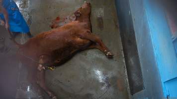 Worker drags shot cow by tail - After cow shot in knockbox. Screenshot from hidden camera footage. - Captured at Steve's Country Kills, Chinchilla QLD Australia.