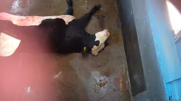 Cow hoisted after being shot in knockbox - Screenshot from hidden camera footage - Captured at Steve's Country Kills, Chinchilla QLD Australia.
