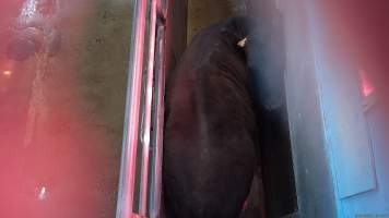 Cow tries to turn around in knockbox - Screenshot from hidden camera footage - Captured at Steve's Country Kills, Chinchilla QLD Australia.