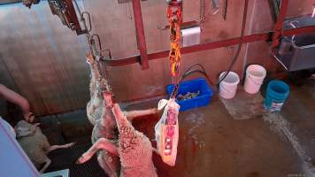 Sheep's throat being cut as others hang on shackle line - Screenshot from hidden camera footage - Captured at Steve's Country Kills, Chinchilla QLD Australia.