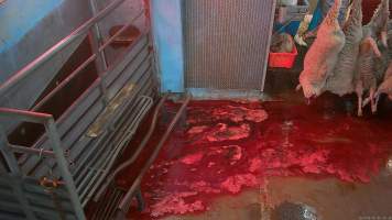 Decapitated sheep hang above a bloody floor - Screenshot from hidden camera footage - Captured at Steve's Country Kills, Chinchilla QLD Australia.