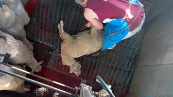 Worker hoists sheep after cutting their throat - Screenshot from hidden camera footage - Captured at Steve's Country Kills, Chinchilla QLD Australia.