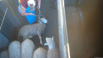 Sheep electrically stunned in front of others - Screenshot from hidden camera footage - Captured at Steve's Country Kills, Chinchilla QLD Australia.