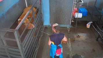 Cow in knockbox looks at worker with rifle - Screenshot from hidden camera footage - Captured at Steve's Country Kills, Chinchilla QLD Australia.