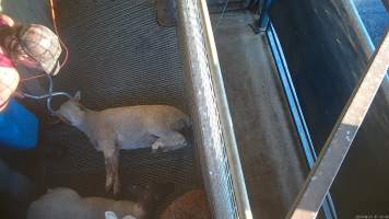 Sheep being electrically stunned in pen - Screenshot from hidden camera footage - Captured at Steve's Country Kills, Chinchilla QLD Australia.