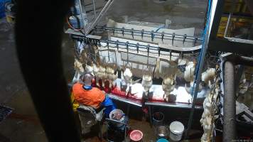 Duck 'sticking' - Chickens and ducks are sent through an electrical stun bath designed to render them unconscious. They then have their throats slit. Ineffective or non-existent stunning means that some birds remain conscious while their throats are slit. - Captured at Tinder Creek Duck Abattoir, Tennyson NSW Australia.