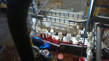 Duck 'sticking' - Chickens and ducks are sent through an electrical stun bath designed to render them unconscious. They then have their throats slit. Ineffective or non-existent stunning means that some birds remain conscious while their throats are slit. - Captured at Tinder Creek Duck Abattoir, Tennyson NSW Australia.
