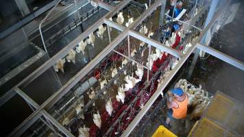 Shackle line - Chickens and ducks are hung upside down on a shackle line. Many are roughly treated and will struggle against workers. Many ducks escape onto the kill floor and remain loose for hours before they are chased and recaptured. - Captured at Tinder Creek Duck Abattoir, Tennyson NSW Australia.