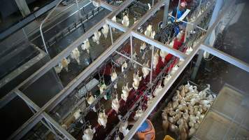 Shackle line - Chickens and ducks are hung upside down on a shackle line. Many are roughly treated and will struggle against workers. Many ducks escape onto the kill floor and remain loose for hours before they are chased and recaptured. - Captured at Tinder Creek Duck Abattoir, Tennyson NSW Australia.