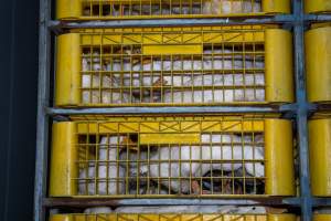 Ducks in crates - Ducks are unloaded in small, filthy crates after being transported to the slaughterhouse. - Captured at Tinder Creek Duck Abattoir, Tennyson NSW Australia.
