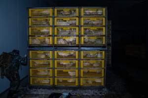 An investigator films ducks in crates - Ducks are unloaded in small, filthy crates after being transported to the slaughterhouse. - Captured at Tinder Creek Duck Abattoir, Tennyson NSW Australia.