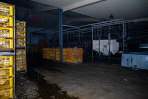 Ducks in crates and stun bath - Ducks are unloaded in small, filthy crates after being transported to the slaughterhouse. - Captured at Tinder Creek Duck Abattoir, Tennyson NSW Australia.
