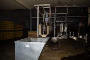 Stun bath and shackle line - Captured at Tinder Creek Duck Abattoir, Tennyson NSW Australia.