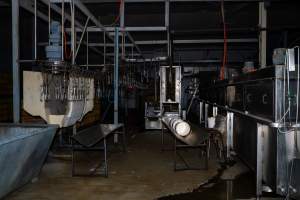 Stun bath and shackle line - Captured at Tinder Creek Duck Abattoir, Tennyson NSW Australia.