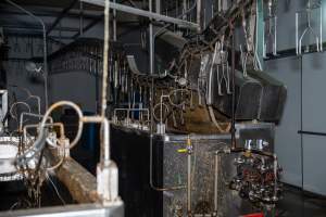 Shackle line - Captured at Tinder Creek Duck Abattoir, Tennyson NSW Australia.
