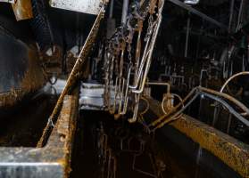 Further processing area - Captured at Tinder Creek Duck Abattoir, Tennyson NSW Australia.