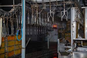 Shackle line - Captured at Tinder Creek Duck Abattoir, Tennyson NSW Australia.