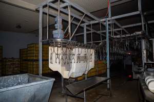 Stun bath - Captured at Tinder Creek Duck Abattoir, Tennyson NSW Australia.