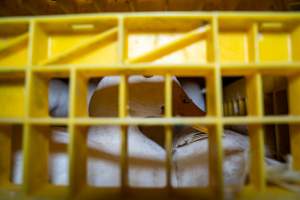 Ducks in crates - Ducks are unloaded in small, filthy crates after being transported to the slaughterhouse. - Captured at Tinder Creek Duck Abattoir, Tennyson NSW Australia.