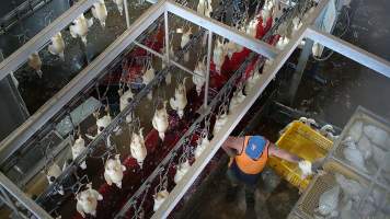 Worker holding duck against crate - Chickens and ducks are hung upside down on a shackle line. They often struggle and resist. - Captured at Tinder Creek Duck Abattoir, Tennyson NSW Australia.