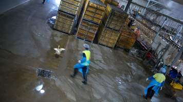 Worker chases duck - A worker chases an escaped duck around the kill floor - Captured at Tinder Creek Duck Abattoir, Tennyson NSW Australia.