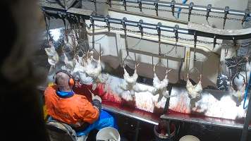 Broiler 'sticking' - Chickens and ducks are sent through an electrified 'stun bath' and then have their throats slit. Ineffective stunning means that birds often remain conscious as they bleed out. - Captured at Tinder Creek Duck Abattoir, Tennyson NSW Australia.