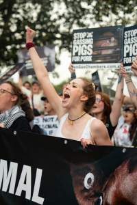 Dominion Animal Rights March 2025 - Captured at VIC.