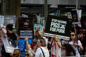 Dominion Animal Rights March 2025 - Photos taken at the Dominion Animal Rights March in 2025, where activists and members of the public marched in the Melbourne CBD for animals exploited within Australia and across the world. - Captured at VIC.