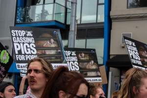 Dominion Animal Rights March 2025 - Photos taken at the Dominion Animal Rights March in 2025, where activists and members of the public marched in the Melbourne CBD for animals exploited within Australia and across the world. - Captured at VIC.
