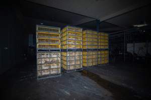 Ducks in crates - Captured at Tinder Creek Duck Abattoir, Tennyson NSW Australia.