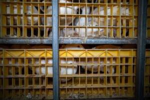 Ducks in crates - Captured at Tinder Creek Duck Abattoir, Tennyson NSW Australia.
