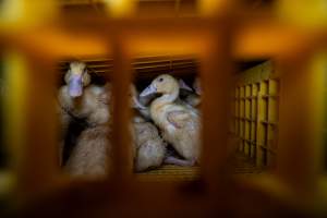 Ducklings in crates - Captured at Tinder Creek Duck Abattoir, Tennyson NSW Australia.