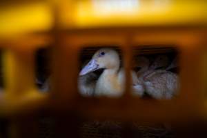 Ducklings in crates - Captured at Tinder Creek Duck Abattoir, Tennyson NSW Australia.