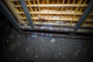 Ducks in faeces covered crates - Captured at Tinder Creek Duck Abattoir, Tennyson NSW Australia.