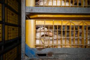 Ducks in crates - Captured at Tinder Creek Duck Abattoir, Tennyson NSW Australia.