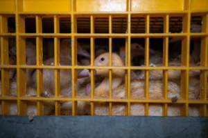 Ducklings in crates - Captured at Tinder Creek Duck Abattoir, Tennyson NSW Australia.