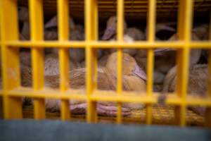 Ducklings in crates - Captured at Tinder Creek Duck Abattoir, Tennyson NSW Australia.