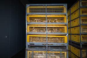 Ducklings in crates - Captured at Tinder Creek Duck Abattoir, Tennyson NSW Australia.
