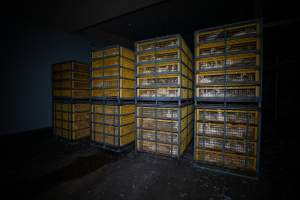 Ducks in crates - Captured at Tinder Creek Duck Abattoir, Tennyson NSW Australia.