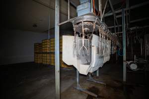 Stun bath - Captured at Tinder Creek Duck Abattoir, Tennyson NSW Australia.