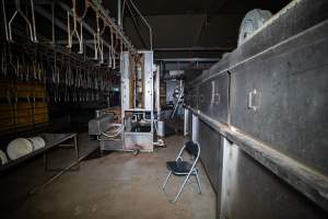 Shackle line and stun bath - Captured at Tinder Creek Duck Abattoir, Tennyson NSW Australia.