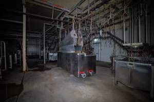Shackle line and stun bath - Captured at Tinder Creek Duck Abattoir, Tennyson NSW Australia.