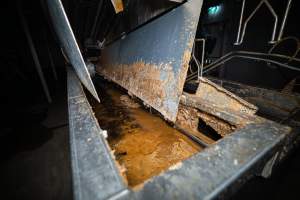 Shackle line and scalding tank - Captured at Tinder Creek Duck Abattoir, Tennyson NSW Australia.