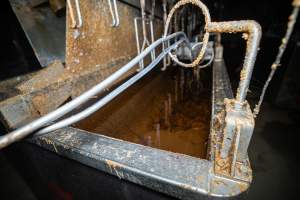 Shackle line and scalding tank - Captured at Tinder Creek Duck Abattoir, Tennyson NSW Australia.