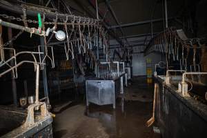 Shackle line and scalding tank - Captured at Tinder Creek Duck Abattoir, Tennyson NSW Australia.
