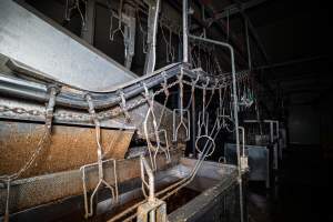 Shackle line and scalding tank - Captured at Tinder Creek Duck Abattoir, Tennyson NSW Australia.