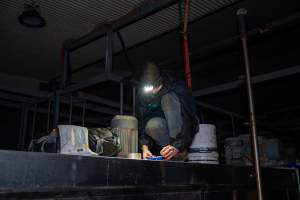 Investigator in kill room - Captured at Tinder Creek Duck Abattoir, Tennyson NSW Australia.
